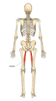 骨格と半腱様筋 半腱様筋,ハムストリングス,筋,筋肉,ガイコツ,解剖,骨,モデル,骨格,解剖学のイラスト素材