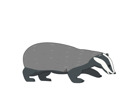 ヨーロッパアナグマ（歩く） ヨーロッパアナグマ,アナグマ,動物,ヨーロッパ,歩くのイラスト素材
