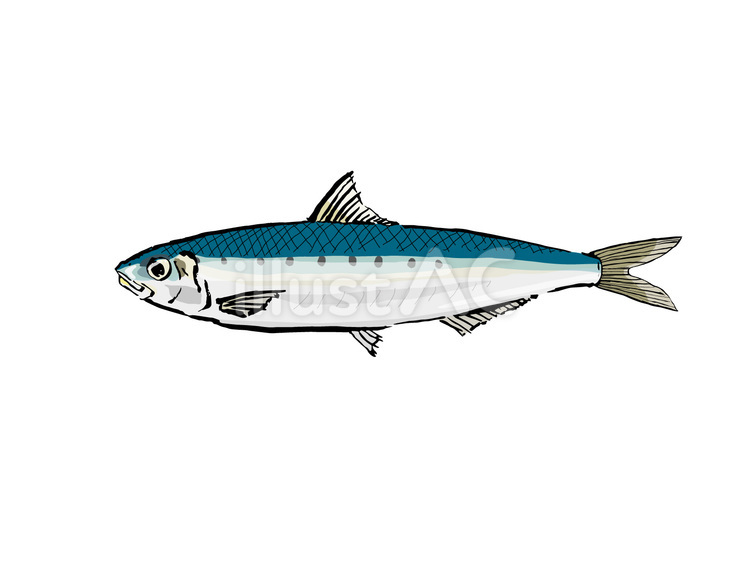 マイワシ マイワシ,いわし,鮮魚のイラスト素材