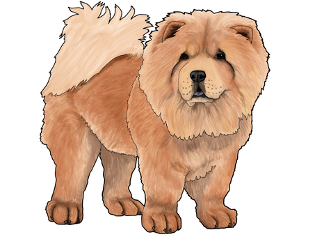 チャウ・チャウ チャウチャウ,犬科,犬,いぬ,動物,生き物,図鑑,手描き,イラスト,単体のイラスト素材