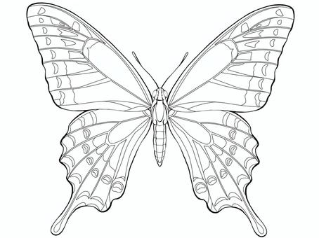 蝶の線画 蝶,線画,塗り絵,虫,昆虫,アゲハ蝶,リアル,繊細,綺麗な,手書きのイラスト素材
