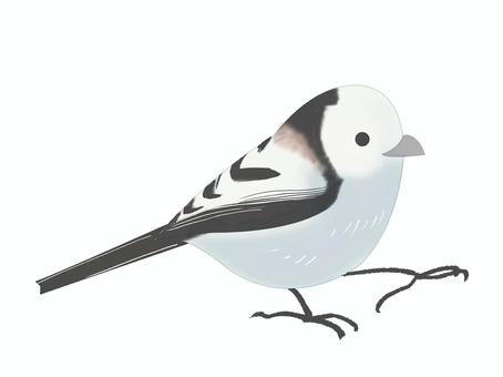 シマエナガ（歩く・主線なし） シマエナガ,鳥,動物,北海道,白,歩く,主線なしのイラスト素材