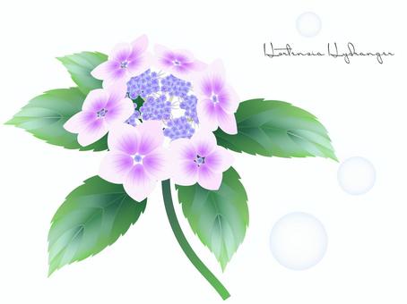 ガクアジサイ ガクアジサイ,紫陽花,あじさい,ハマアジサイ,イオウトウアジサイ,装飾花,植物,花,梅雨,6月のイラスト素材