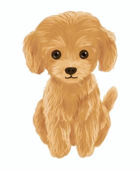 toy poodle, dog, toy poodle, puppy, JPG