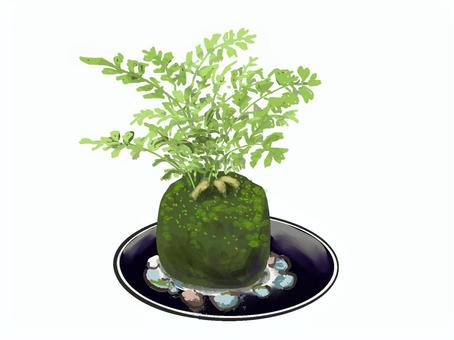 Illustration, mossy jade, fern, foliage plant, 