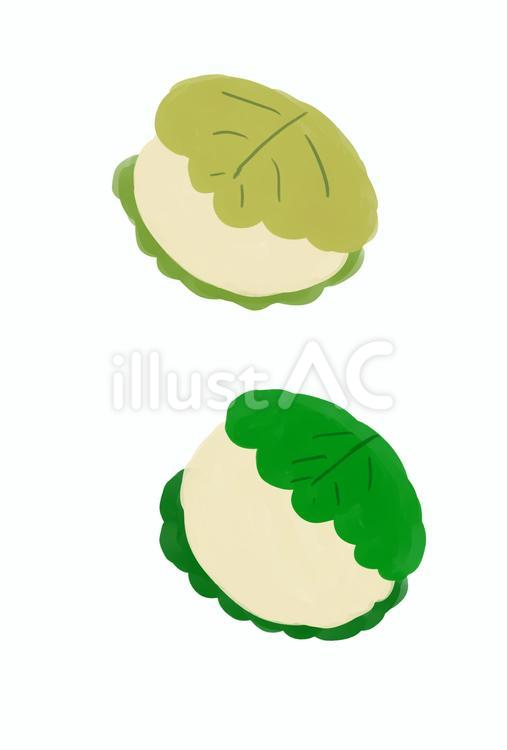 かしわもち 柏餅,端午の節句,手描きのイラスト素材