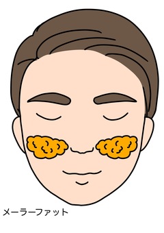 メーラーファット メーラーファット,顔,脂肪,正面,カラーのイラスト素材