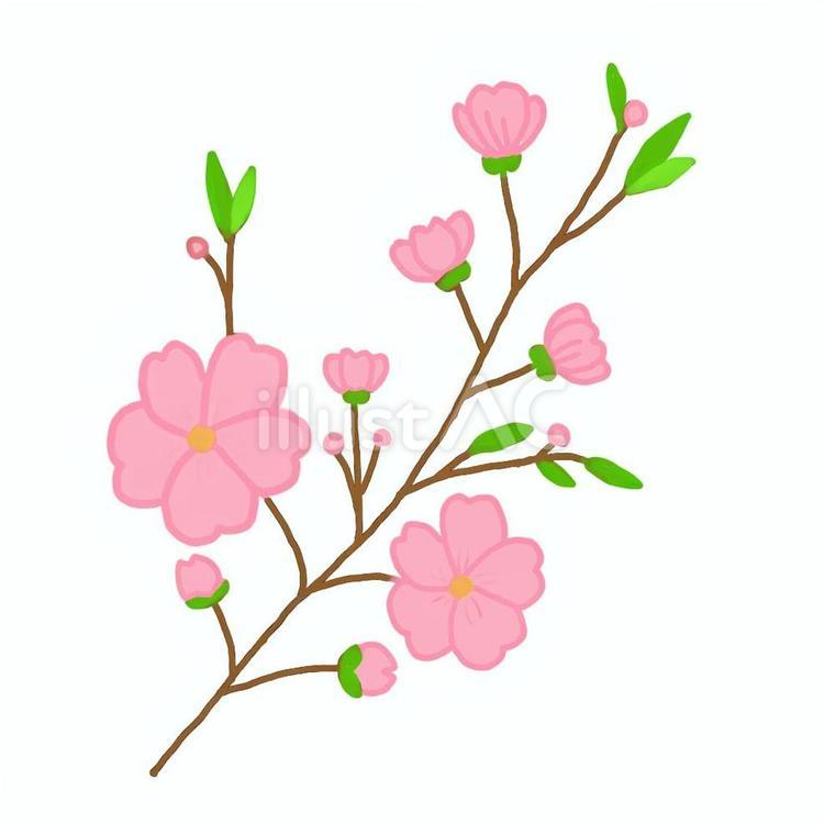 桜の花びら 桜,春,花のイラスト素材