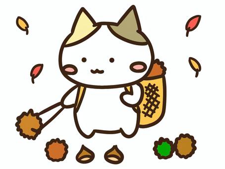 秋に栗拾いを楽しむかわいい三毛猫 栗拾い,栗,拾う,秋,ねこ,採集,かわいい,行楽,イベント,味覚狩りのイラスト素材