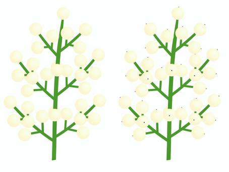 白南天(素材集)_2 南天,白南天,ナンテン,シロナンテン,果実,実,白色,緑色,植物,枝のイラスト素材