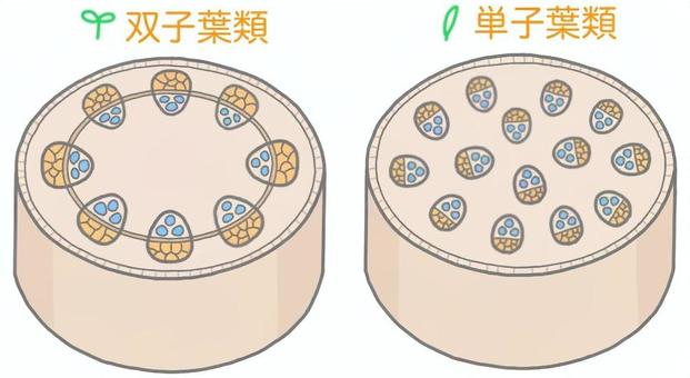 維管束の模式図 中学理科,理科,科学,植物,維管束のイラスト素材