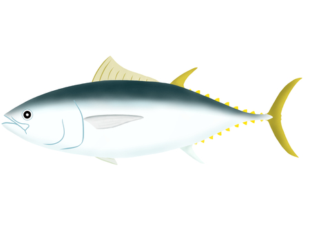 クロマグロ クロマグロ マグロ,クロマグロ,本マグロ,トロ,刺身のイラスト素材