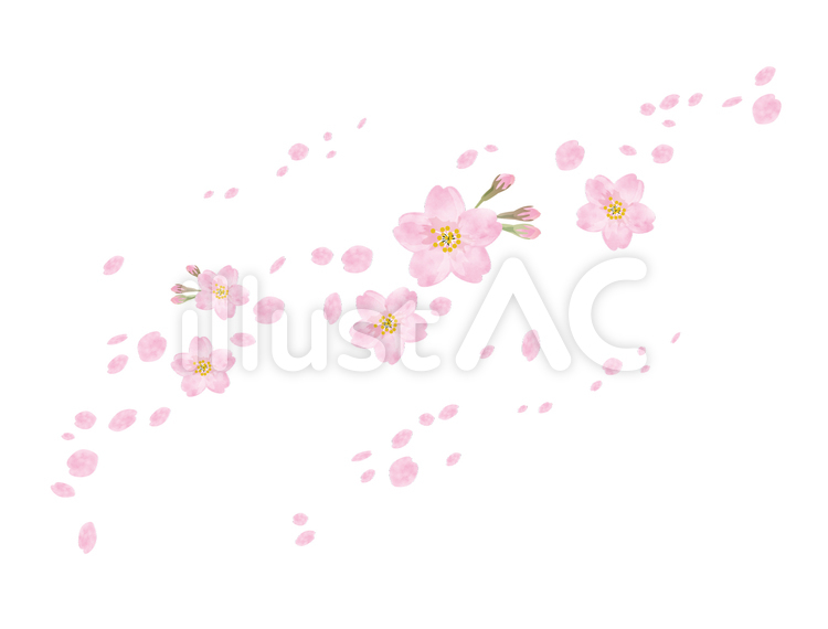 桜の花イラスト3(完成)　 桜,木,樹木のイラスト素材