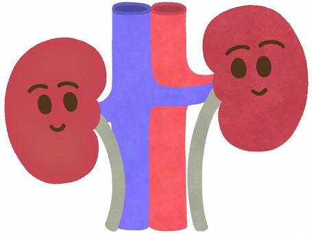 見つめあう腎臓（血管あり） 腎臓,尿管,臓器,内臓,下大静脈,腹大動脈,腎動脈,腎静脈,人体,パーツのイラスト素材