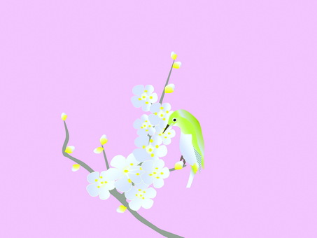 白梅とメジロ 梅の花,白梅,梅のイラスト素材