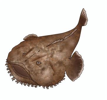 あんこう あんこう,魚,深海魚,海水魚,高級魚,海,漁業,生き物,イラスト,素材のイラスト素材