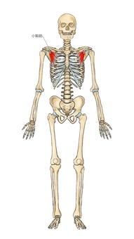 骨格と小胸筋 小胸筋,筋,筋肉,ガイコツ,解剖,骨,モデル,骨格,解剖学,スケルトンのイラスト素材
