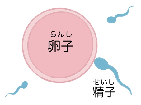 卵子と精子の出合い（文字あり） 卵子,精子,受精,性教育,やさしい,手描き,かわいい,ふりがなのイラスト素材