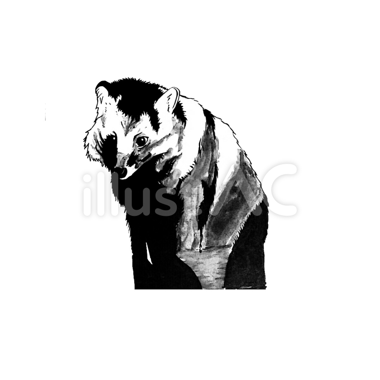 タヌキイラスト No 1050157 無料イラストなら イラストac