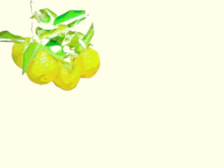 冬の味覚の花柚子 柚子,花柚子,冬の味覚,果物,黄色,レモン色,果実,果汁,香り,ゆず湯のイラスト素材