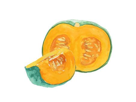 水彩のリアルでシンプルなカボチャ かぼちゃ,カボチャ,野菜,秋,食べ物,水彩,水彩絵の具,手描き,手書き,白背景のイラスト素材