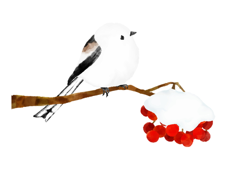 シマエナガさんと雪のナナカマド（水彩） シマエナガ,美しい,鳥,かわいい,ナナカマド,雪,赤い,実,冬,冬景色のイラスト素材