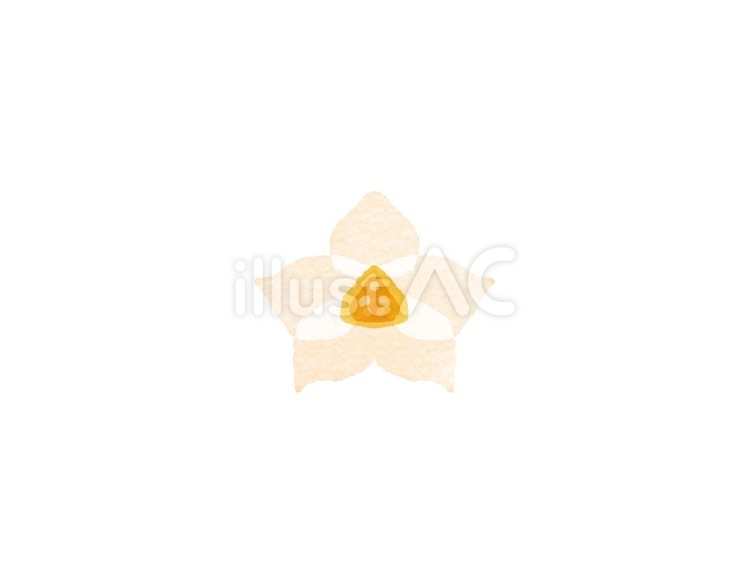 水彩風水仙の花 水仙,花,花弁のイラスト素材