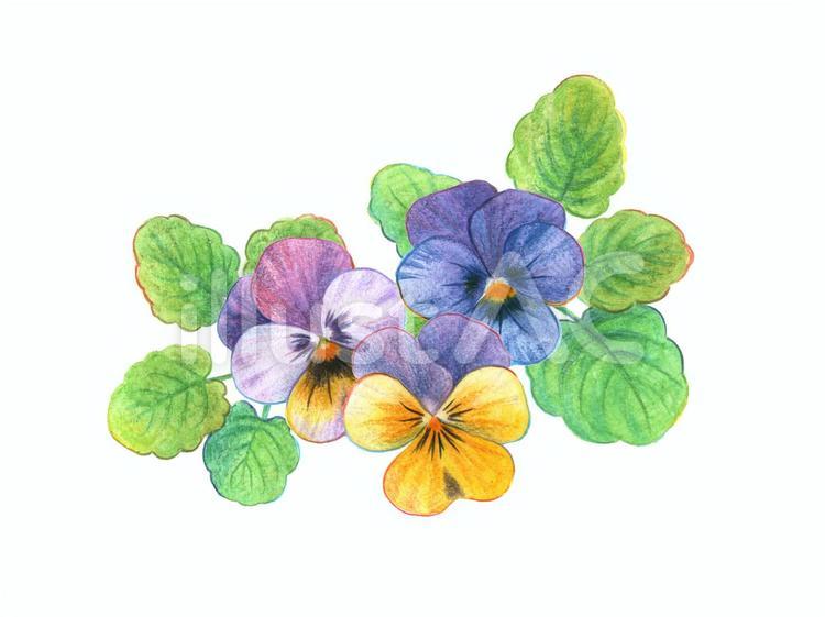 パンジーの挿絵_3 挿絵,ワンポイント,手描きのイラスト素材