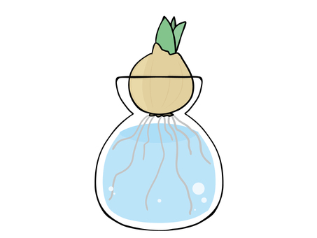 球根 球根,栽培,植物,根,水,主線あり,イラスト素材,広告,チラシ,cmのイラスト素材