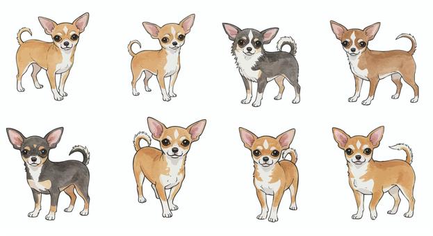 チワワのイラストまとめ チワワ,犬,尻尾,かわいい,小型犬,動物,ペット,愛犬,水彩,まとめのイラスト素材