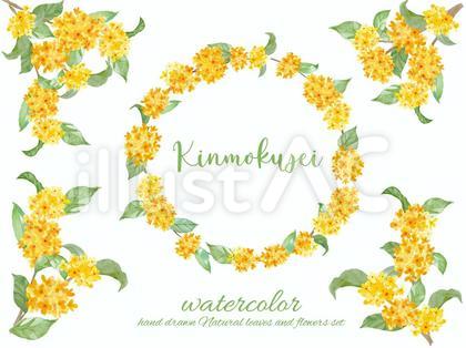 キンモクセイの花、枝、葉のフレームセット