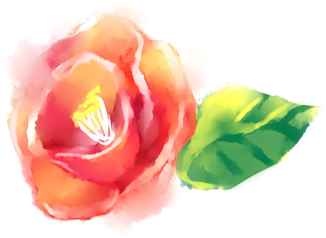 camellia, camellia, flower, watercolor, JPG and PNG