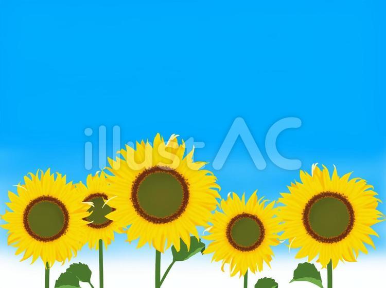 ヒマワリ畑 sunflower,flower,leafのイラスト素材