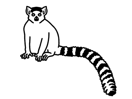 ワオキツネザル ワオキツネザル,動物園,しっぽ,哺乳類,生き物,塗り絵のイラスト素材