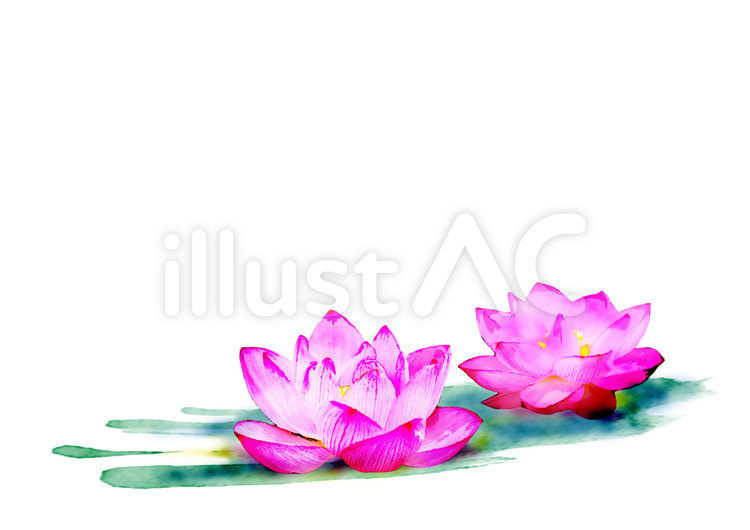 蓮の花　水彩画風　イラスト 蓮の花,水彩画,ピンク系のイラスト素材