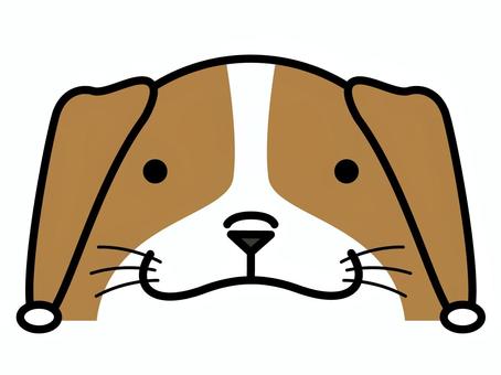 Illustration, peeping, chilla regardant, beagle, 