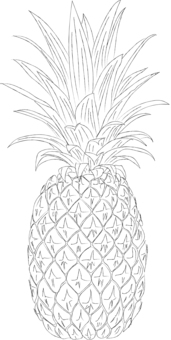 パイナップル パイナップル,ぬりえ,果物,リアル,手描きのイラスト素材