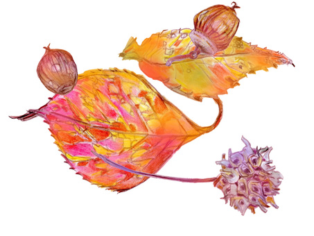 秋の落ち葉と木の実 秋,木の葉,ドングリ,木の実,落ち葉,風情,和風,紅葉,植物,リアルのイラスト素材