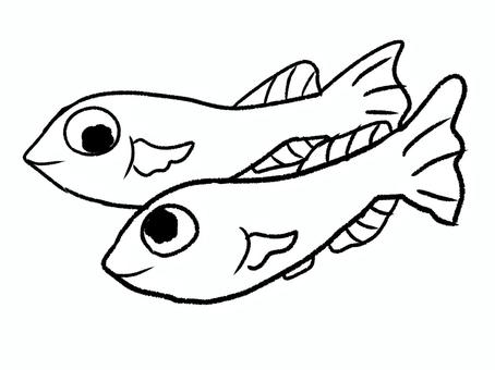 メダカ メダカ,めだか,魚,手描き,生き物のイラスト素材