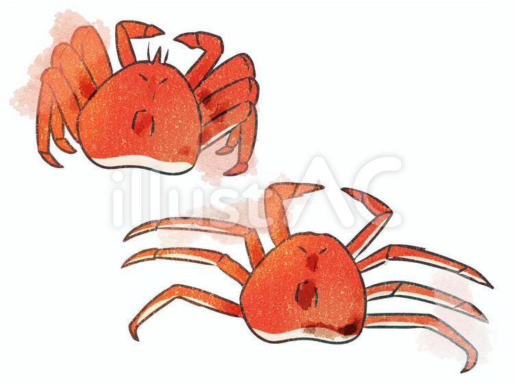 茹でたタラバガニ　水彩風 カニ,タラバガニ,魚介類のイラスト素材
