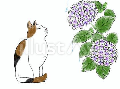 猫とあじさい 05 三毛