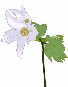 シラネアオイ シラネアオイ,しらねあおい,白根葵,山野草,高山植物,自然,植物,草花,葉,グリーンのイラスト素材