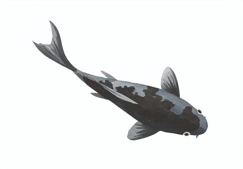 鯉（黒鯉・浅黄） 黒鯉,浅黄,鯉,黒,魚,池,生き物のイラスト素材