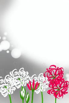 喪中ハガキ 喪中ハガキ 喪中,ハガキ,彼岸花,喪中ハガキ,ポストカードのイラスト素材