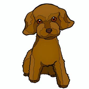 toy poodle, , JPG and PNG