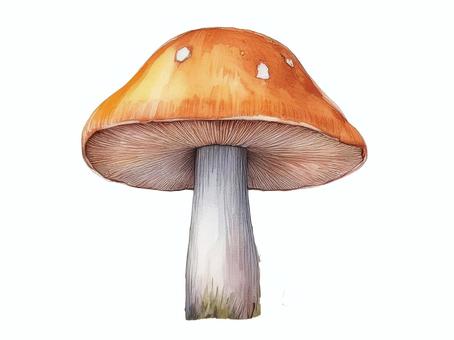Orange mushroom, JPG and PNG Orange mushroom, mushroom, orange, polka dot, JPG and PNG