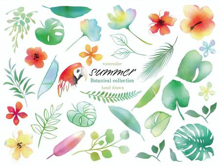 夏季植物收藏, JPG, PNG 和 AI 夏季植物收藏, , JPG, PNG 和 AI