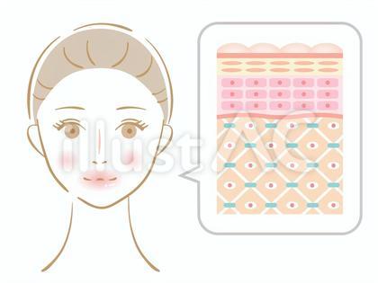 女性 きれいな肌の断面図