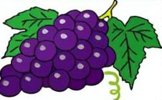 ぶどう ぶどう,食べ物,フルーツ,八百屋,食材,甘い,美味しいのイラスト素材