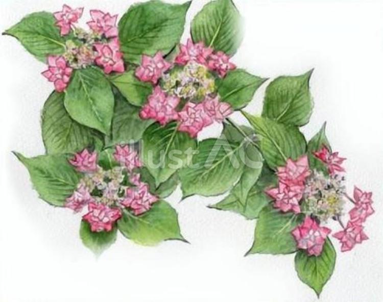 ガクアジサイ ガクアジサイ,額紫陽花,花のイラスト素材